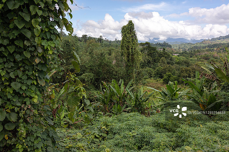 婆罗洲内陆热带风光图片素材