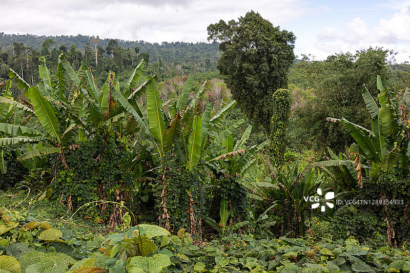 热带植物群，热带风光，婆罗洲图片素材