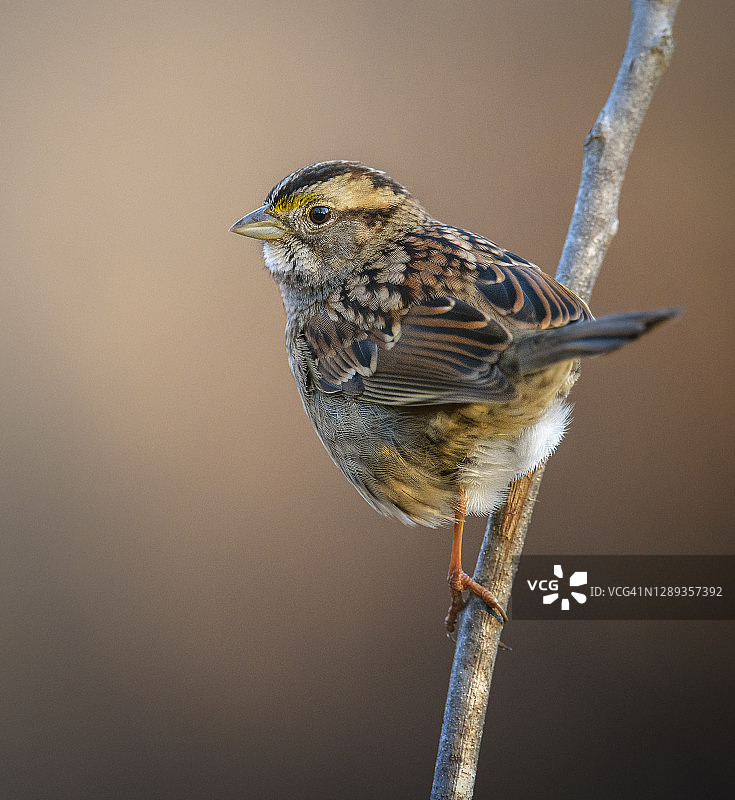 棕色条纹白喉麻雀美丽特写图片素材
