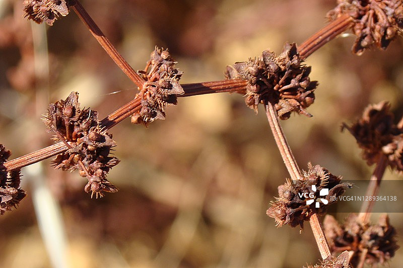 小酸模图片素材