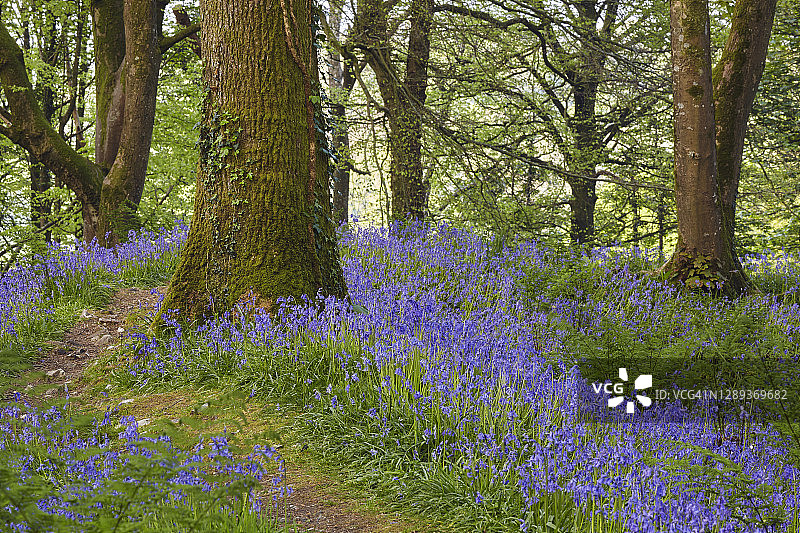 春季林地风信子花朵：英国德文郡比尔附近布莱克伯里营地图片素材