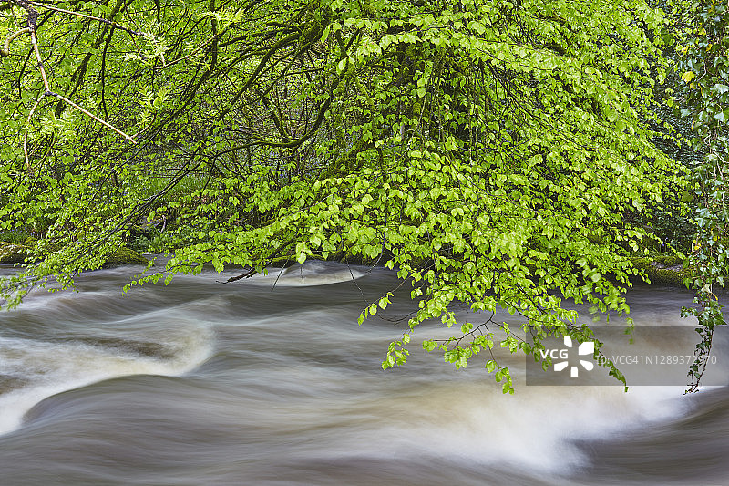 夏季英国达特穆尔国家公园达特河的洪水图片素材