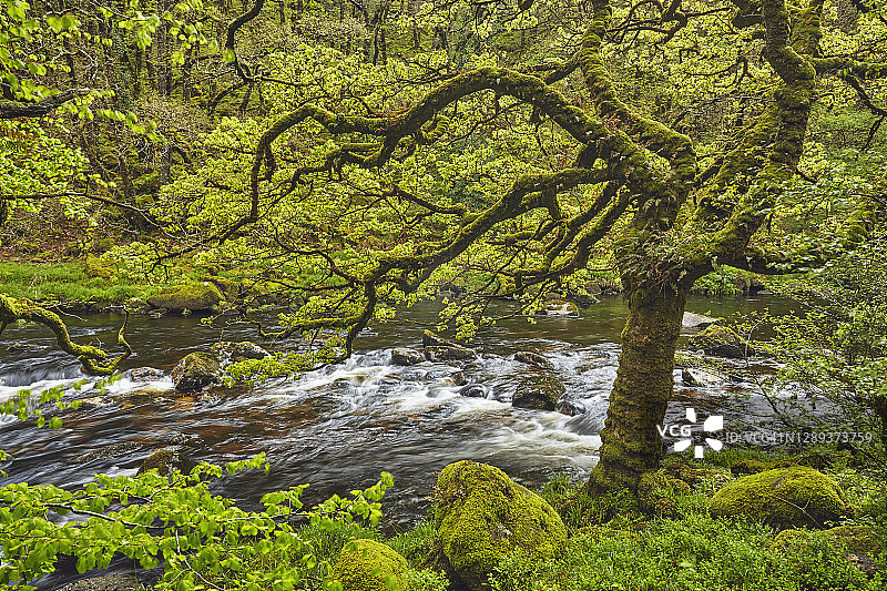 达特穆尔国家公园达特河图片素材