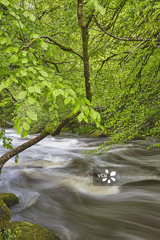 夏季英国达特穆尔国家公园达特河的洪水图片素材