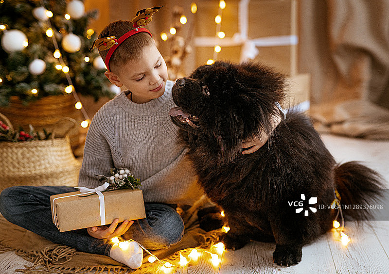10岁白人男孩和松狮犬在家庆祝圣诞节，与狗狗的友谊图片素材