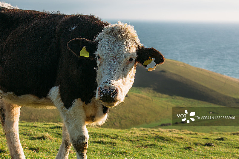 沿海丘陵景观中的黑白奶牛与平静的海洋背景图片素材