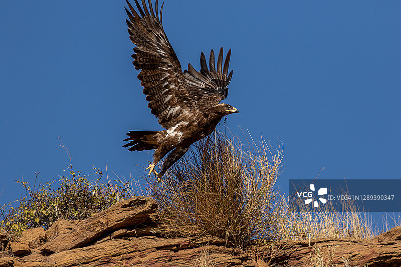 飞翔的帝王之鹰图片素材