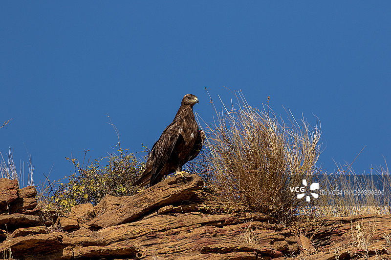 帝国之鹰图片素材