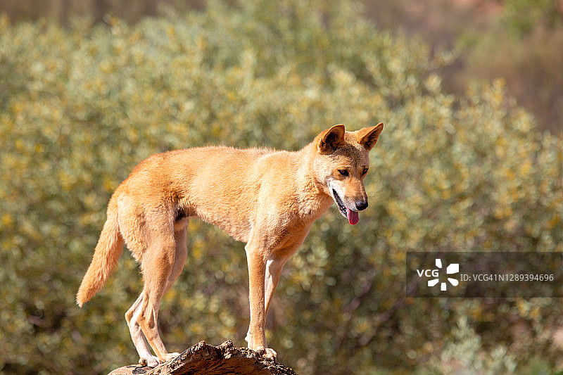 正在移动的澳洲野狗图片素材