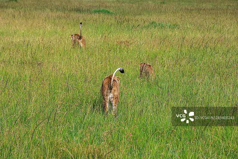 野生环境下的母狮捕猎图片素材