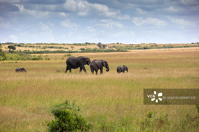 野外大象家庭与小象图片素材