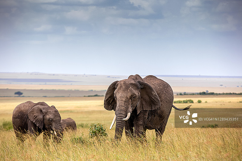 野外大象家庭与小象图片素材