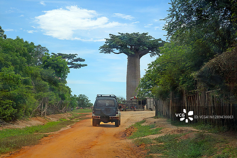 行驶在森林土路上的车辆，猴面包树，马达加斯加图片素材
