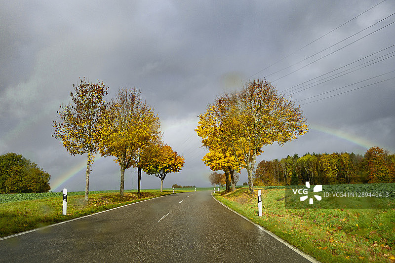 潮湿的乡村公路和秋天的树木图片素材