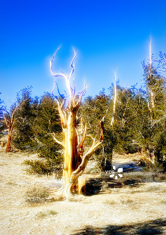 狐尾松树图片素材