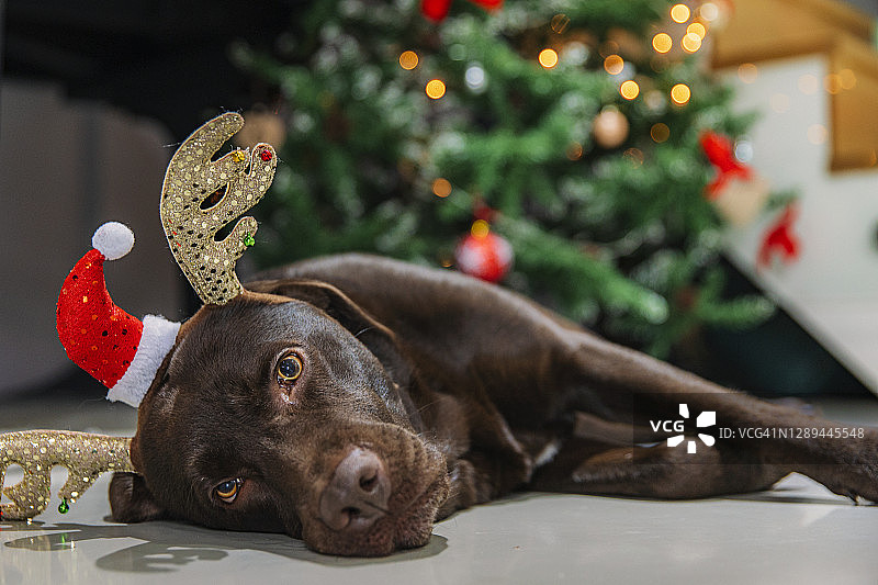 圣诞树旁的拉布拉多犬图片素材