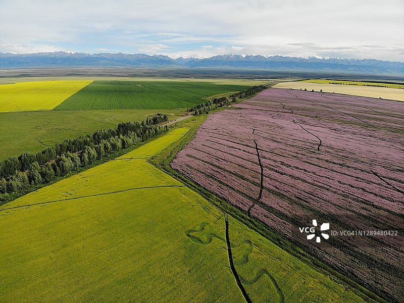 中国新疆美丽花田航拍景观图片素材