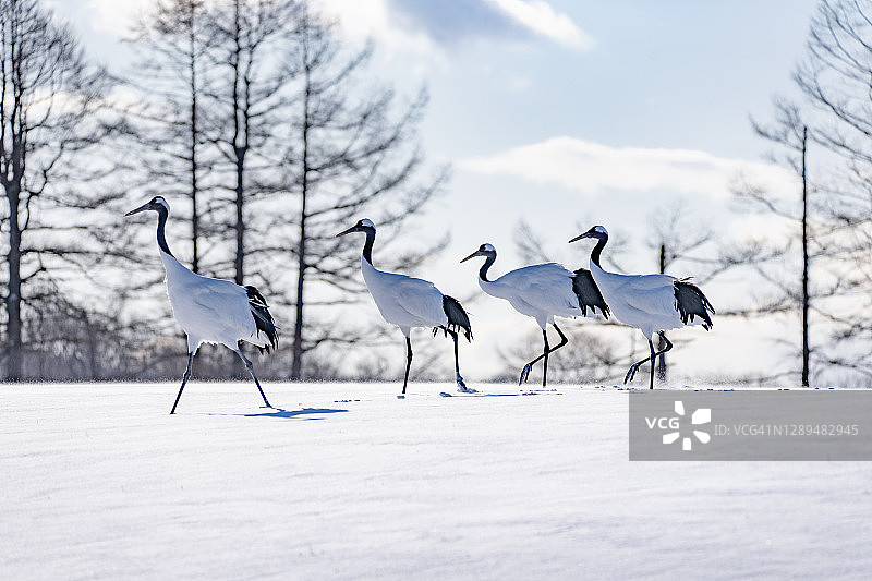 冬季北海道钏路鹤居伊藤丹顶鹤保护区雪地上的日本红顶鹤群图片素材
