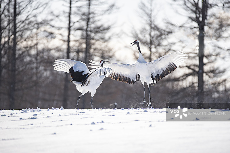 日本北海道钏路鹤居伊藤丹顶鹤保护区雪山上展开翅膀的丹顶鹤图片素材
