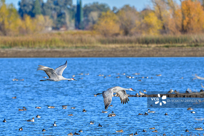 沿太平洋迁徙路线冬季迁徙期间飞行中的沙丘鹤图片素材