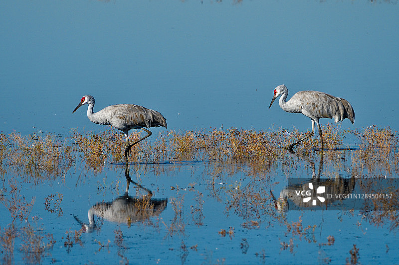 在利亚诺塞科国家野生动物保护区湿地中漫步的沙丘鹤倒影图片素材