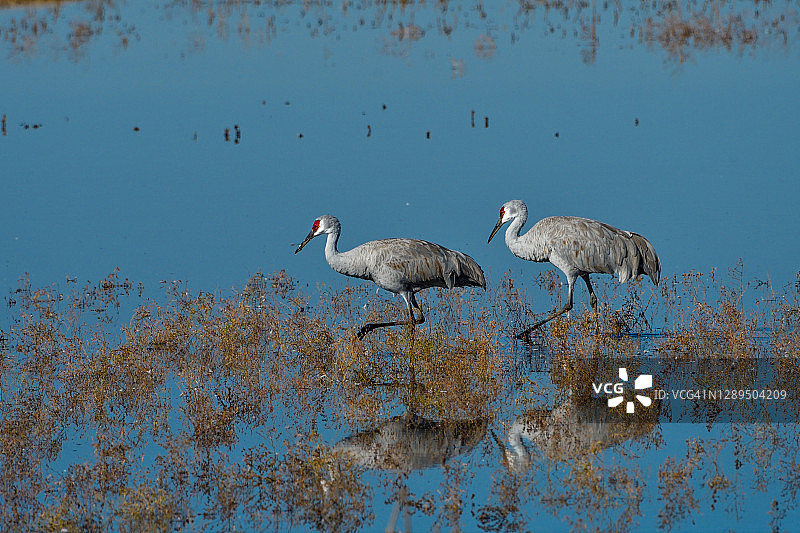 在利亚诺塞科国家野生动物保护区湿地中漫步的沙丘鹤倒影图片素材