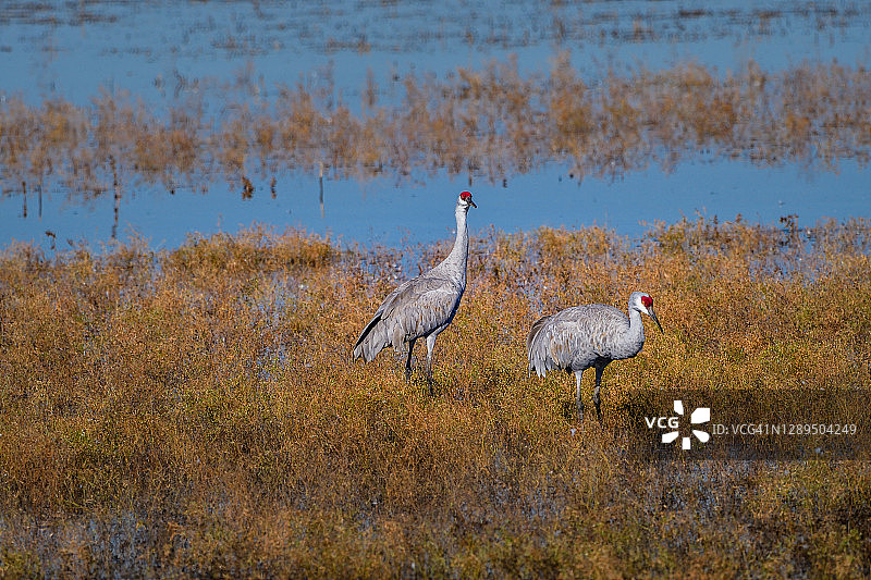 利亚诺塞科国家野生动物保护区浅水区觅食的沙丘鹤图片素材