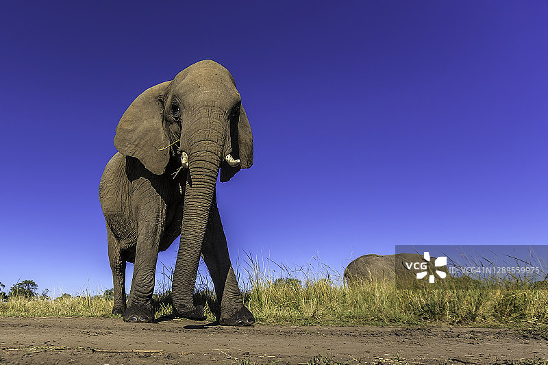非洲象走过马赛马拉的遥控相机图片素材