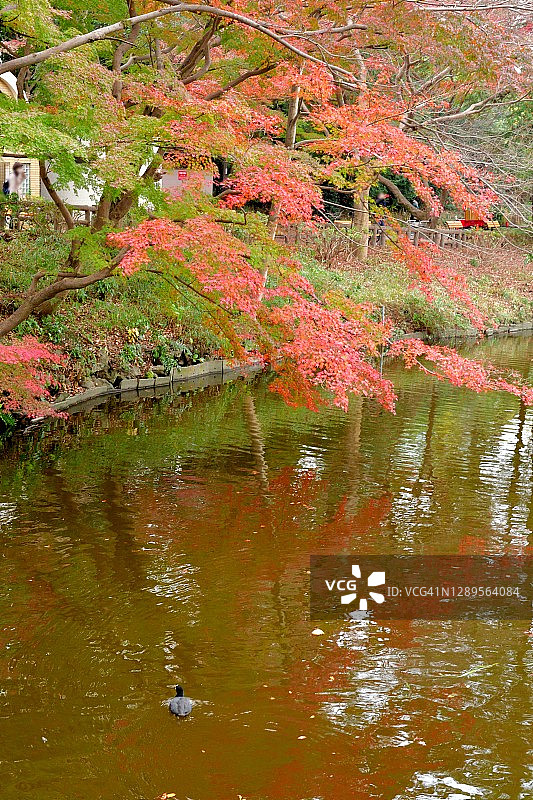 东京井之头公园美丽的秋叶图片素材