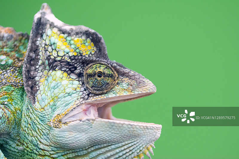 张开嘴的变色龙图片素材