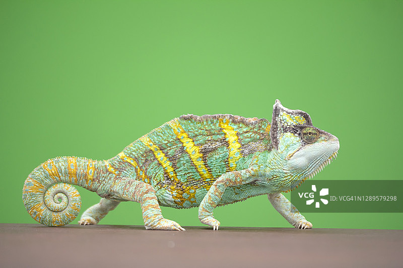 绿色背景上的变色龙图片素材