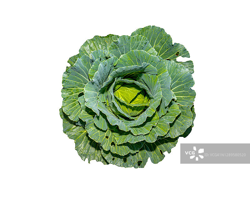 白色背景下的有机卷心菜蔬菜图片素材