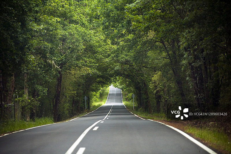 春季乡村公路与森林图片素材