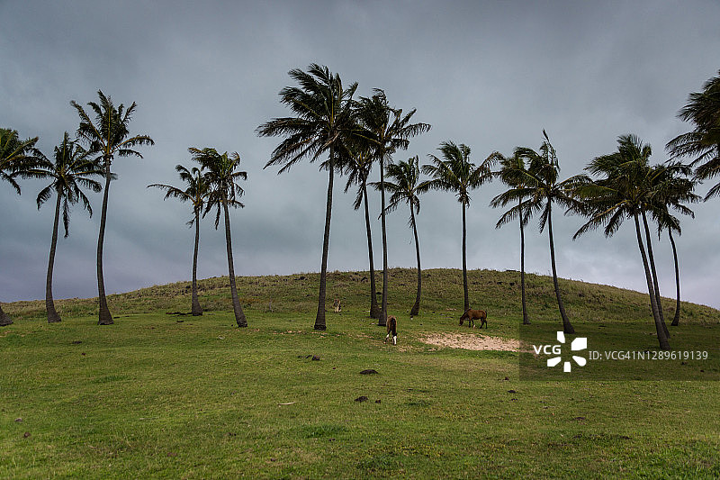 复活节岛Anakena海滩上吃草的棕榈树和马图片素材