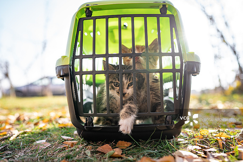 宠物箱里在院子里的两只小猫图片素材