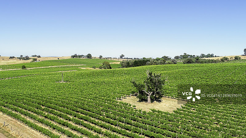 夏季葡萄园航拍图片素材