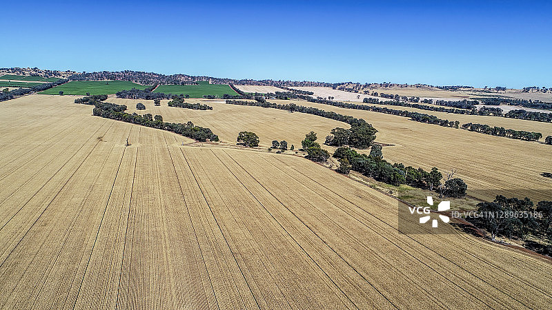 维多利亚中部麦田图片素材