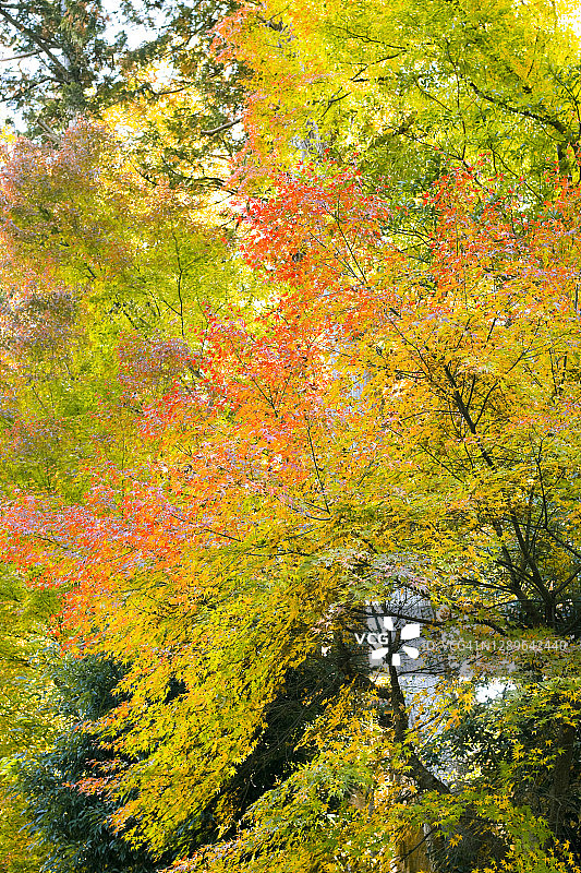 秋季日本枫树图片素材