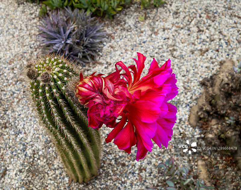 盛开的刺猬仙人掌图片素材