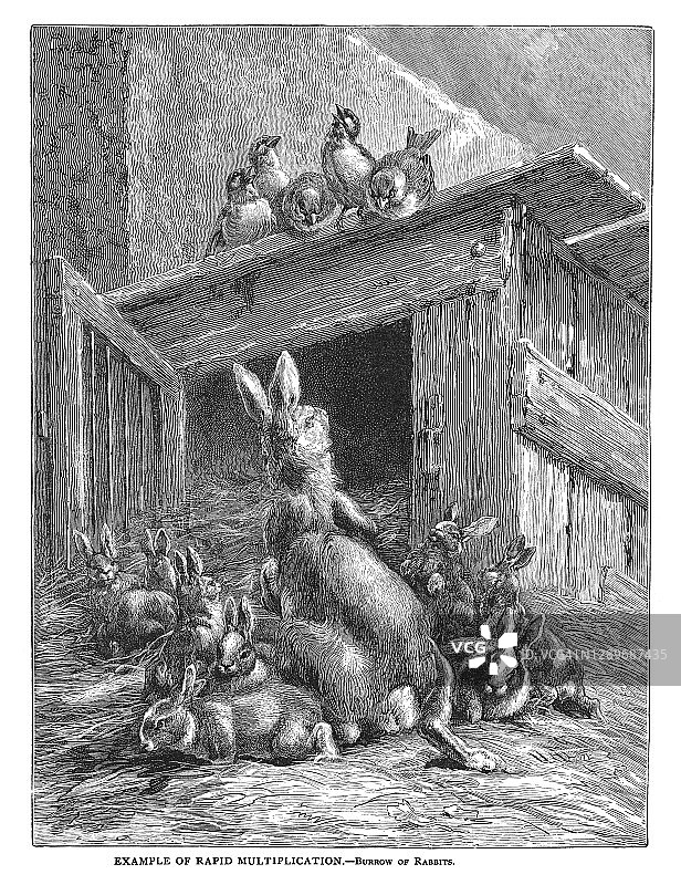 快速繁殖实例：赫克托·贾科梅利“兔子洞”古老雕刻插图图片素材