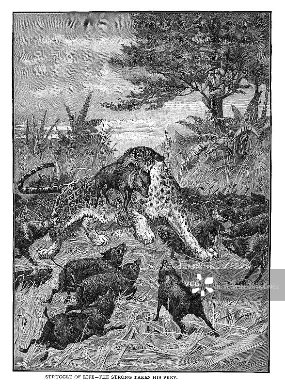 生活斗争——强者捕食的老式雕刻插图（斯坦利·伯克利）图片素材