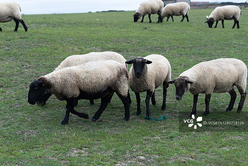 田野里吃草的绵羊特写图片素材