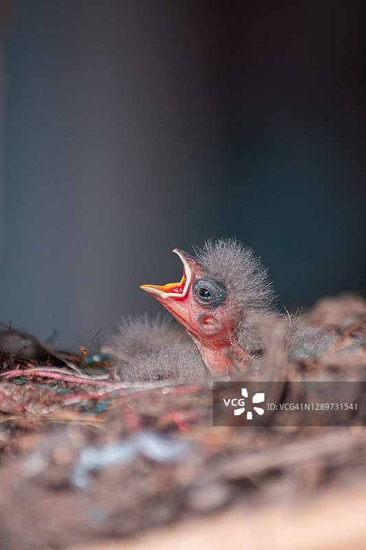 新生鸟图片素材
