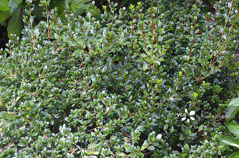 平枝栒子植物图片素材