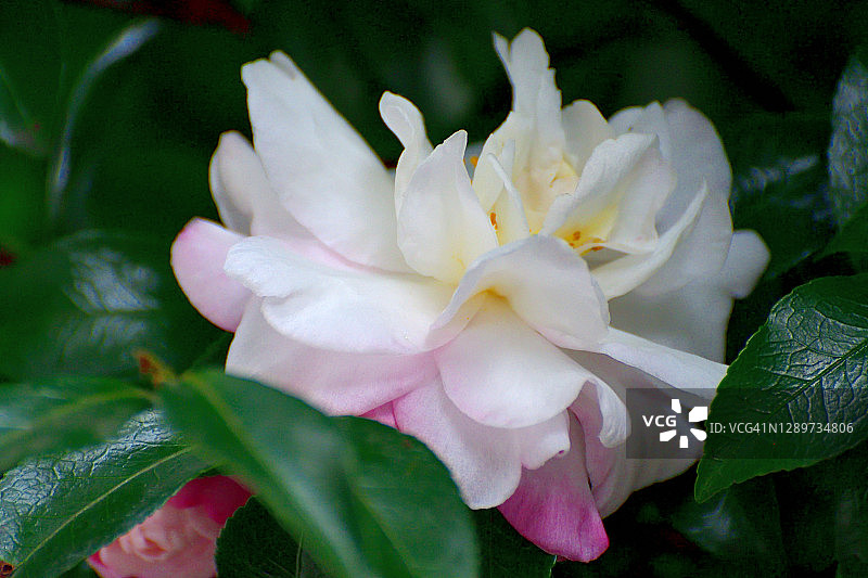 山茶花油茶花图片素材