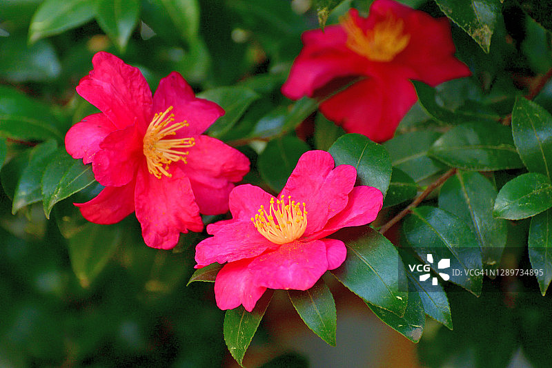 山茶花油茶花图片素材