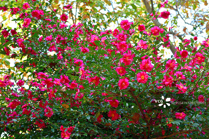 山茶花油茶花图片素材
