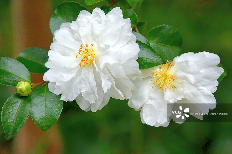 山茶花油茶花图片素材