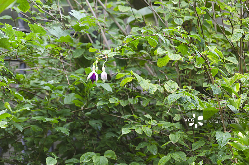 紫红色倒挂金钟植物图片素材