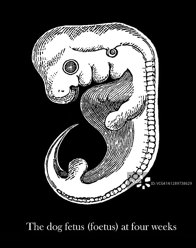 四星期大的小狗胎儿老式雕刻插图图片素材